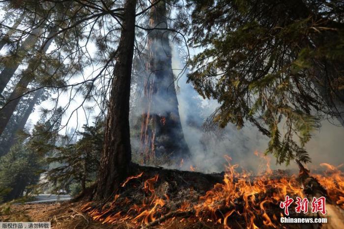 当地时间2021年9月21日，美国加州红杉国家公园的红杉在大火中燃烧。